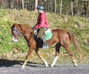 harley-trot-new-1.jpg