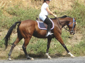 the-canter-picture.jpg