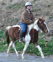 widget-trot-1.jpg