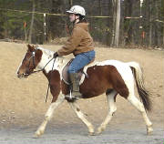 widget-trot-2.jpg