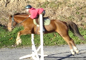 chance-jump-cross-rail.jpg