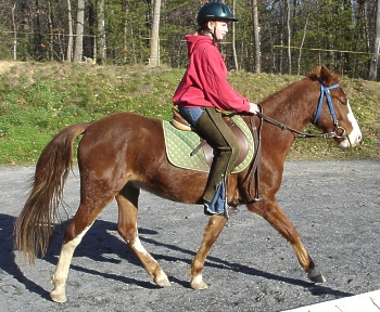 harley-trot-2.jpg