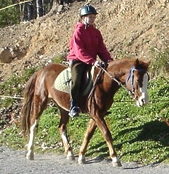 harley-trot-small-c.jpg
