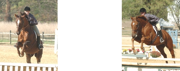 horses-website.jpg