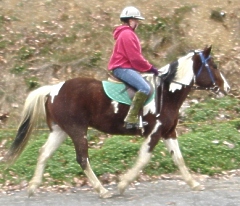 ponyboy-trot-4-small.jpg