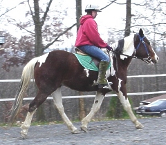 ponyboy-trot-6-small.jpg