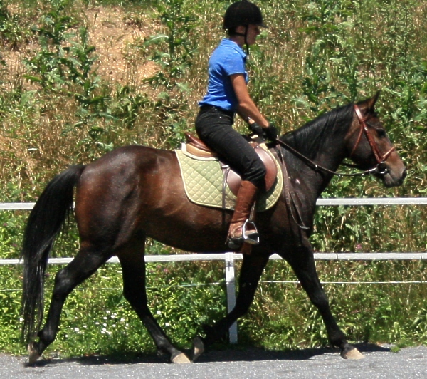 sampson-trot-1.jpg