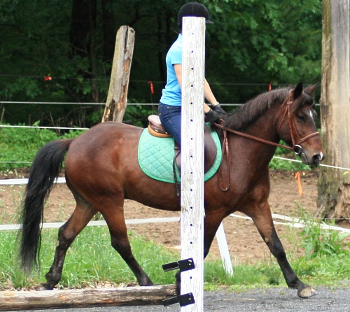 stan-trot-b.jpg